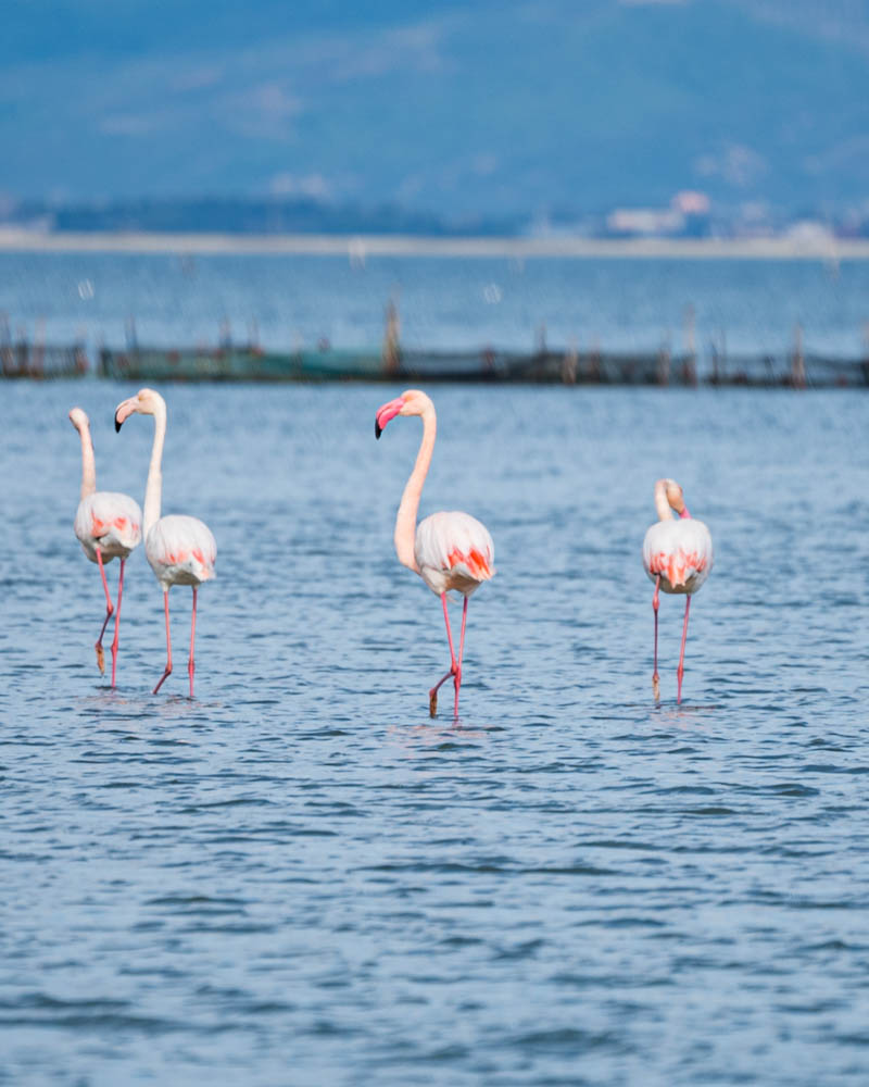 Mehrere Flamingos stehen in der Narta Lagune in Albanien bzw. Südalbanien. Im Hintergrund ist eine hügelige Landschaft zu sehen.