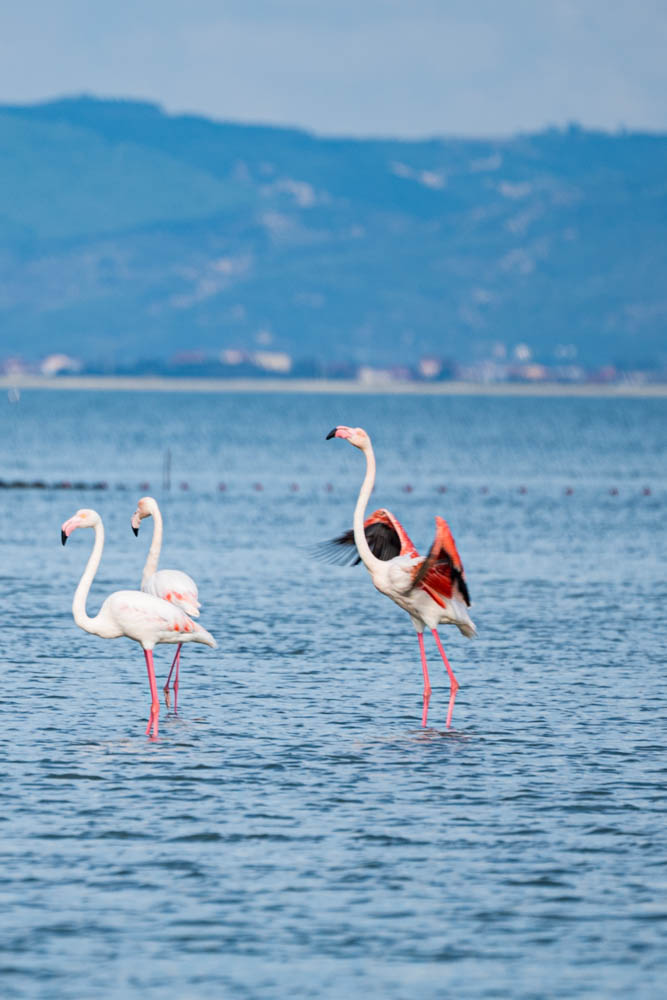 Drei Flamingos stehen in der Narta Lagune in Albanien. Eines der Tiere spannt seine Flügel. Im Hintergrund ist eine hügelige Landschaft zu sehen.