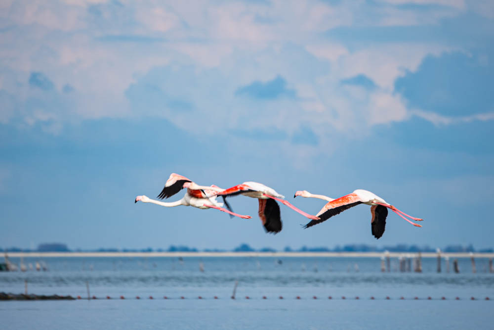 Mehrere Flamingos fliegen bei der Narta Lagune in Albanien über dem Wasser. Die Flügel sind weit gespannt.