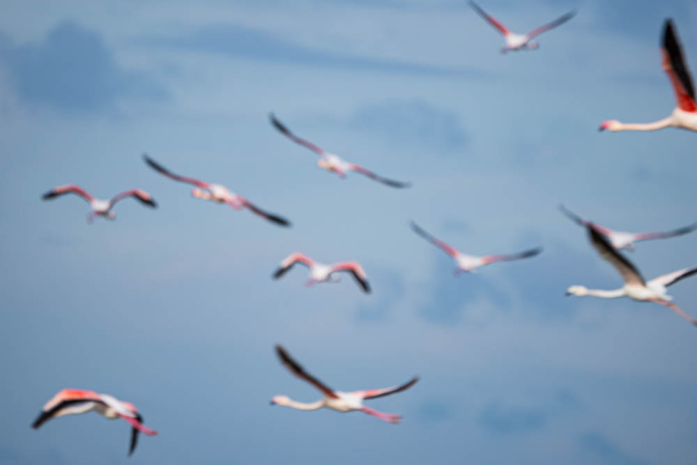 Mehrere Flamingos fliegen über einer Lagune in Albanien. Das Bild ist eher unscharf, jedoch wirken die Tiere super schön in der Luft mit ihrem pinken Gefieder.