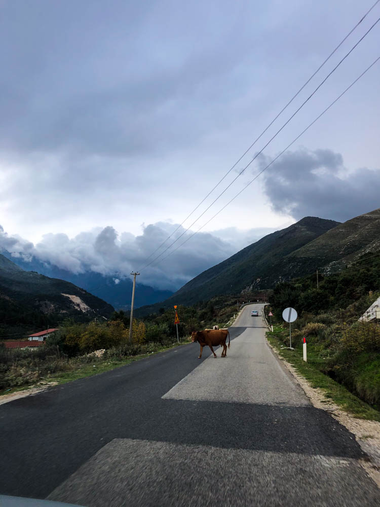 Eine Kuh läuft über eine Passstraße in Südalbanien. Der Himmel ist stark bewölkt.