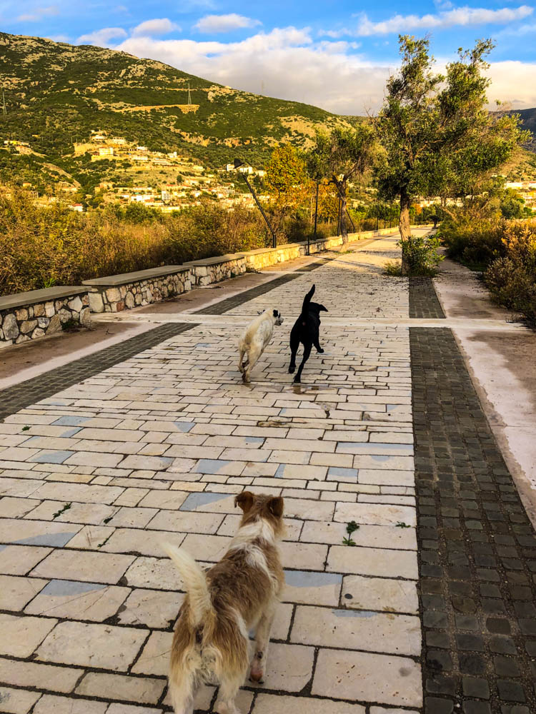 Drei Straßenhunde bei Spaziergang auf Uferpromenade in Albanien. Kleinere Häuser sind auf einem Hügel links im Bild zu sehen.