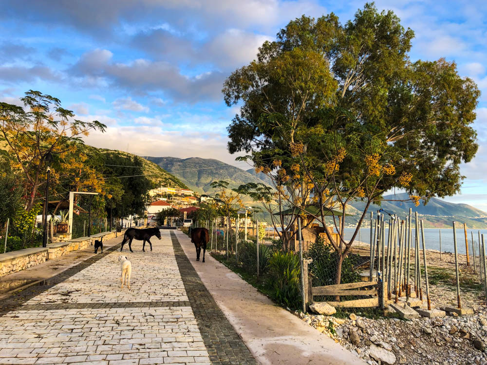 Tolle Naturaufnahme in Südalbanien am Meer. Auf der Uferpromenade laufen mehrere Straßenhunde, ein Esel sowie ein Pferd spazieren.