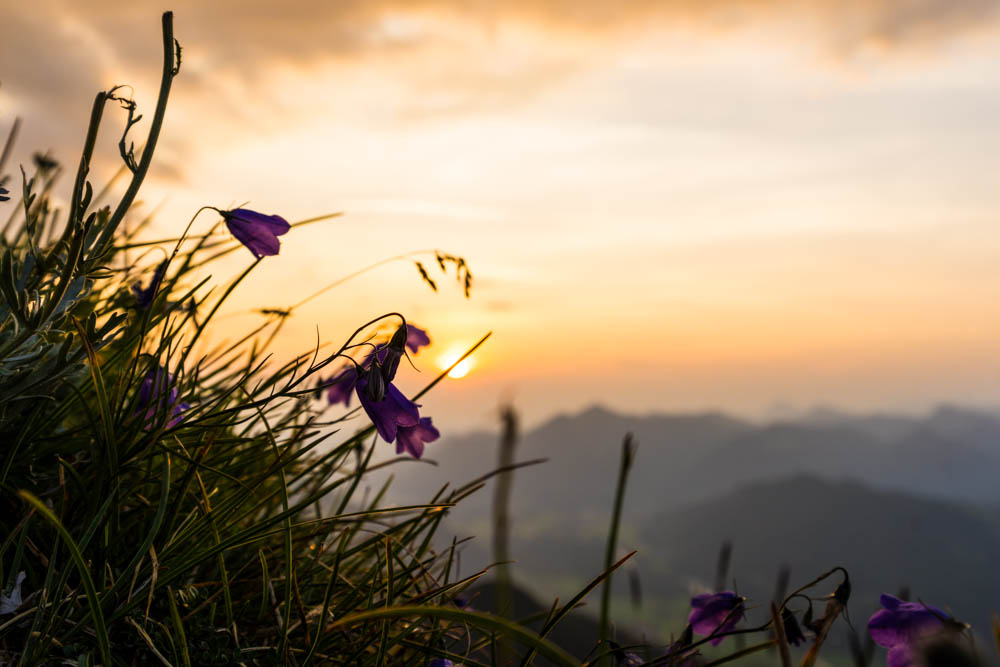 Berg Blumen am Hang des Geigelstein in den Chiemgauer Alpen bei Sonnenuntergang