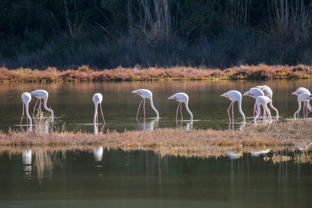 Mehrere Flamingos stecken ihre Köpfe ins Wasser. Zur Ruhe kommen auf Lefkada, Flamingos am Straßenrand