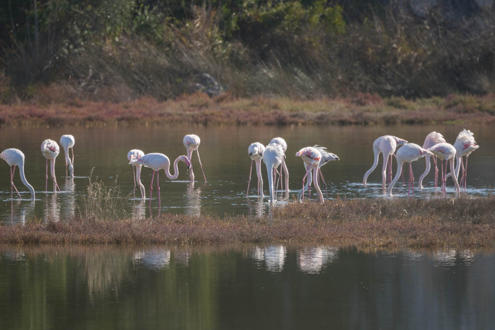 Mehrere Flamingos stecken ihre Köpfe ins Wasser. Zur Ruhe kommen auf Lefkada, Flamingos am Straßenrand