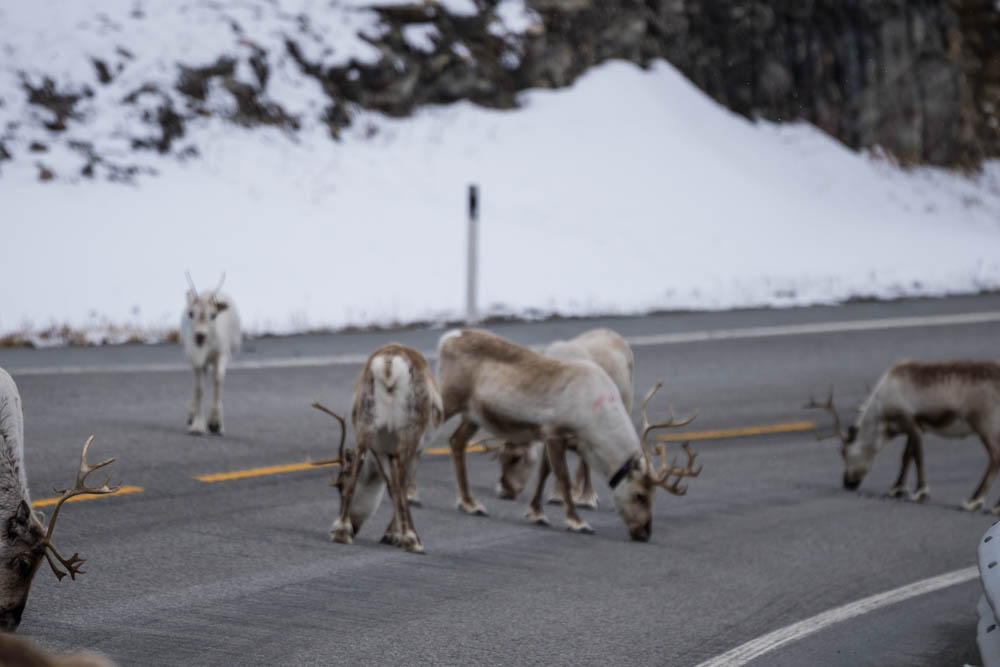 Rentiere auf Straße im winterlichen Skandinavien