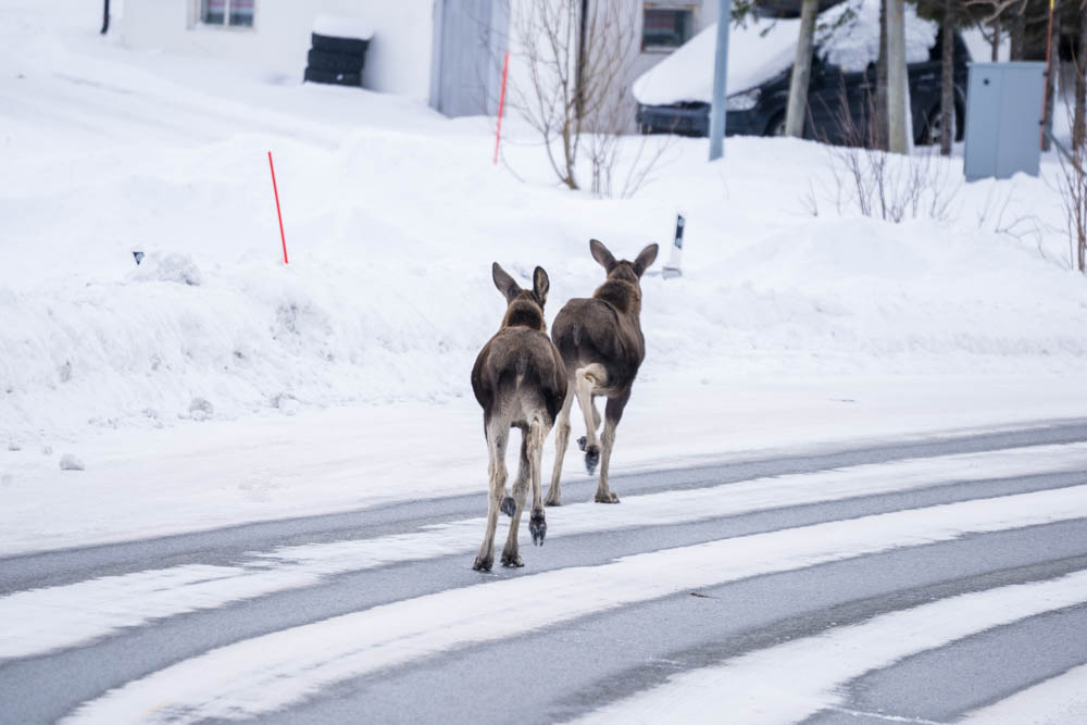 Zwei Elche auf Straße im winterlichen Skandinavien. Sie sind in Bewegung.