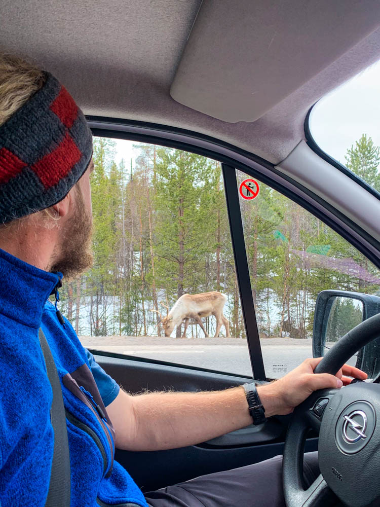 Rentier am Straßenrand in Skandinavien im Winter. Aufnahme von Beifahrersitz aus. Julian sitzt am Steuer und schaut zu dem Tier rüber.