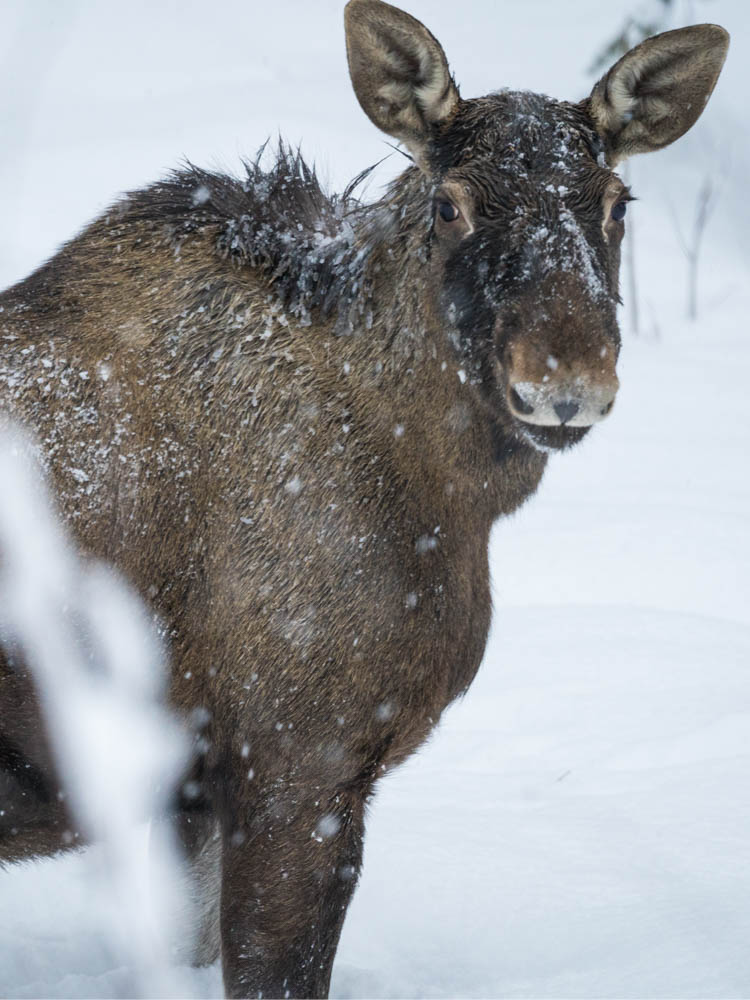 Ein Elch blickt direkt in die Kamera. Das Tier steht in einem verschneiten Waldstück in Nord Schweden