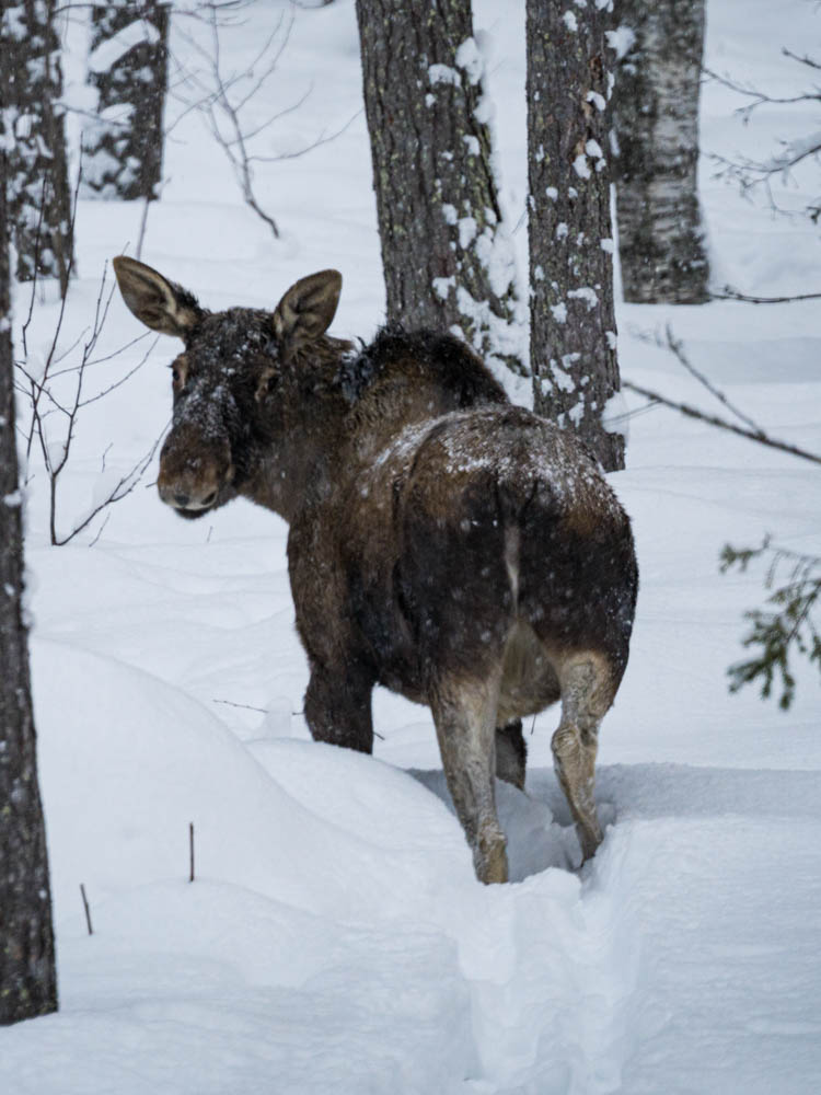 Ein Elch blickt direkt in die Kamera. Das Tier steht in einem verschneiten Waldstück in Nord Schweden