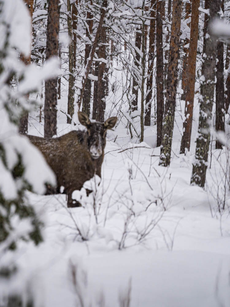 Ein Elch blickt direkt in die Kamera. Das Tier steht in einem verschneiten Waldstück in Nord Schweden