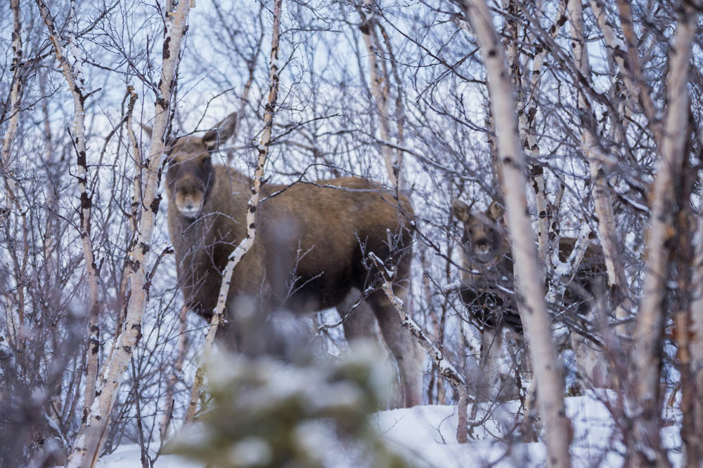 Eine Elchkuh mit ihrem Elchkalb in einem verschneiten Waldstück im Abisko Nationalpark. Sehenswerte Reiseziele in Schweden