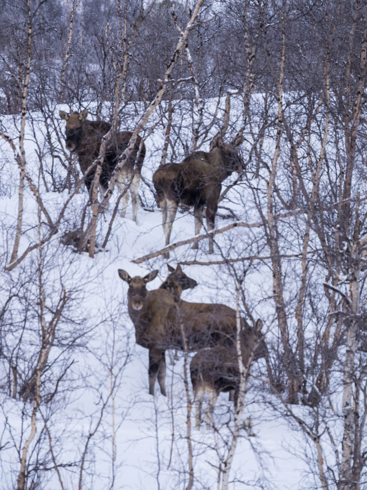 Eine Elch-Familie im Abisko Nationalpark in Schweden. Es sind mehrere Elche in einem verschneiten Waldstück zu sehen. Sehenswerte Reiseziele in Schweden