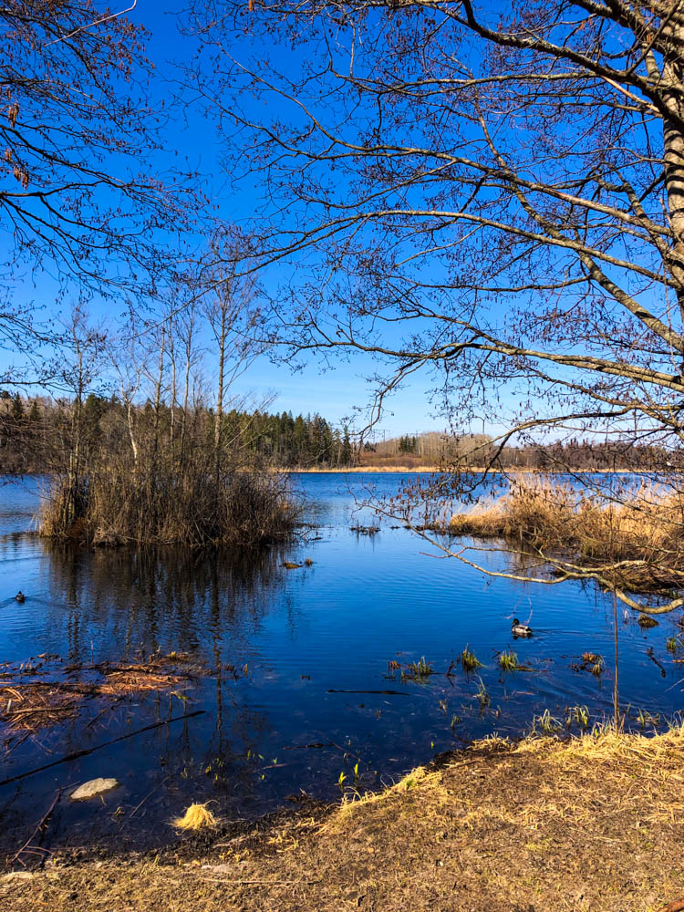 Naturreservat in Schweden. Kräftige Blautöne, ein Waldstück sowie ein See ergeben ein wunderschönes Bild