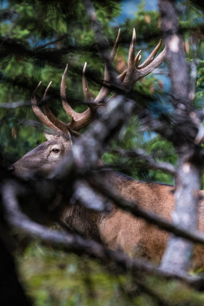 Hirsch im Montafon, Gauertal.