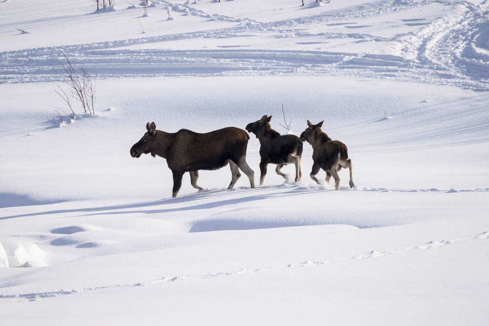 Drei Elche im Schnee in Norwegen