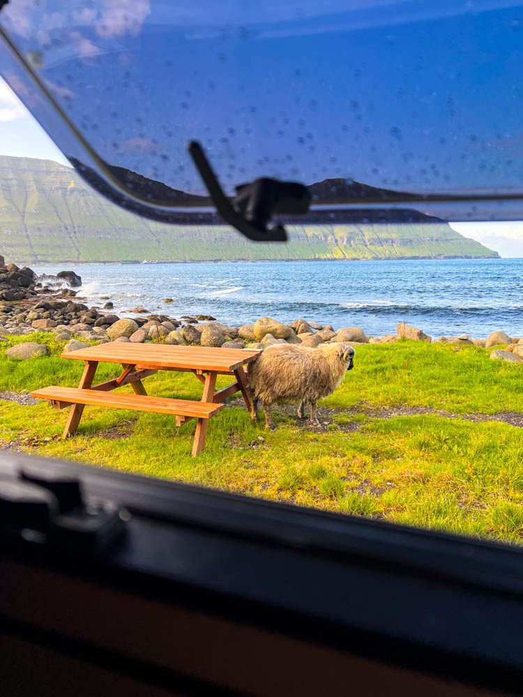 Ausblick von Van Vivaldi auf Meer, Steilküste am Meer und Schaf direkt neben Camper. Mit dem Camper auf die Färöer Inseln