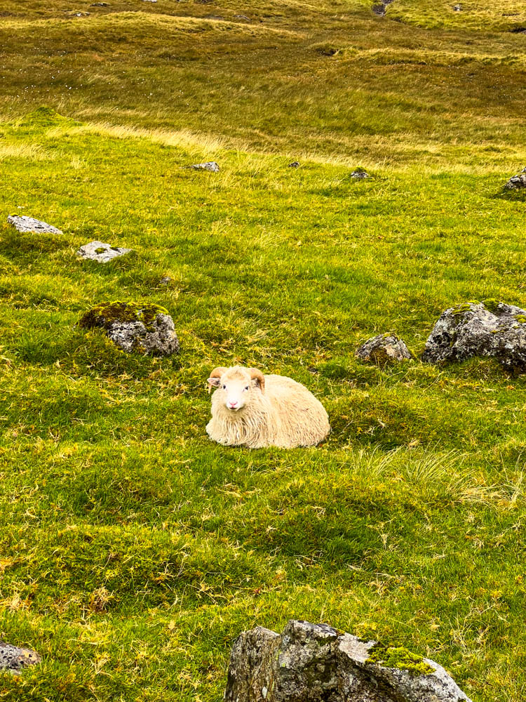 Schafbock in einer Wiese
