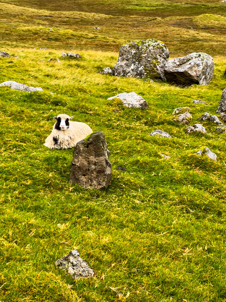 Schaf in einer Wiese