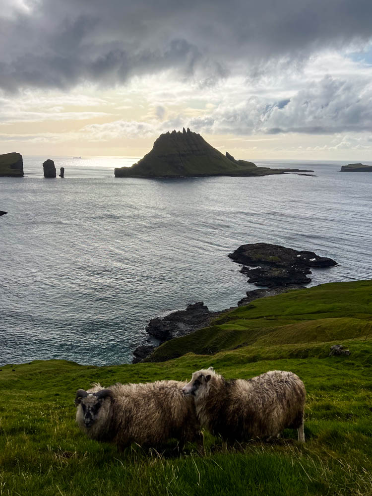 Wanderung auf alter Postroute auf Insel Vágar der Färöer Inseln. Zwei Schafe sind im Vordergrund zu sehen, dahinter das Meer mit kleineren Inseln. Die Wolken zaubern eine mystische Stimmung. Mit dem Camper auf die Färöer Inseln